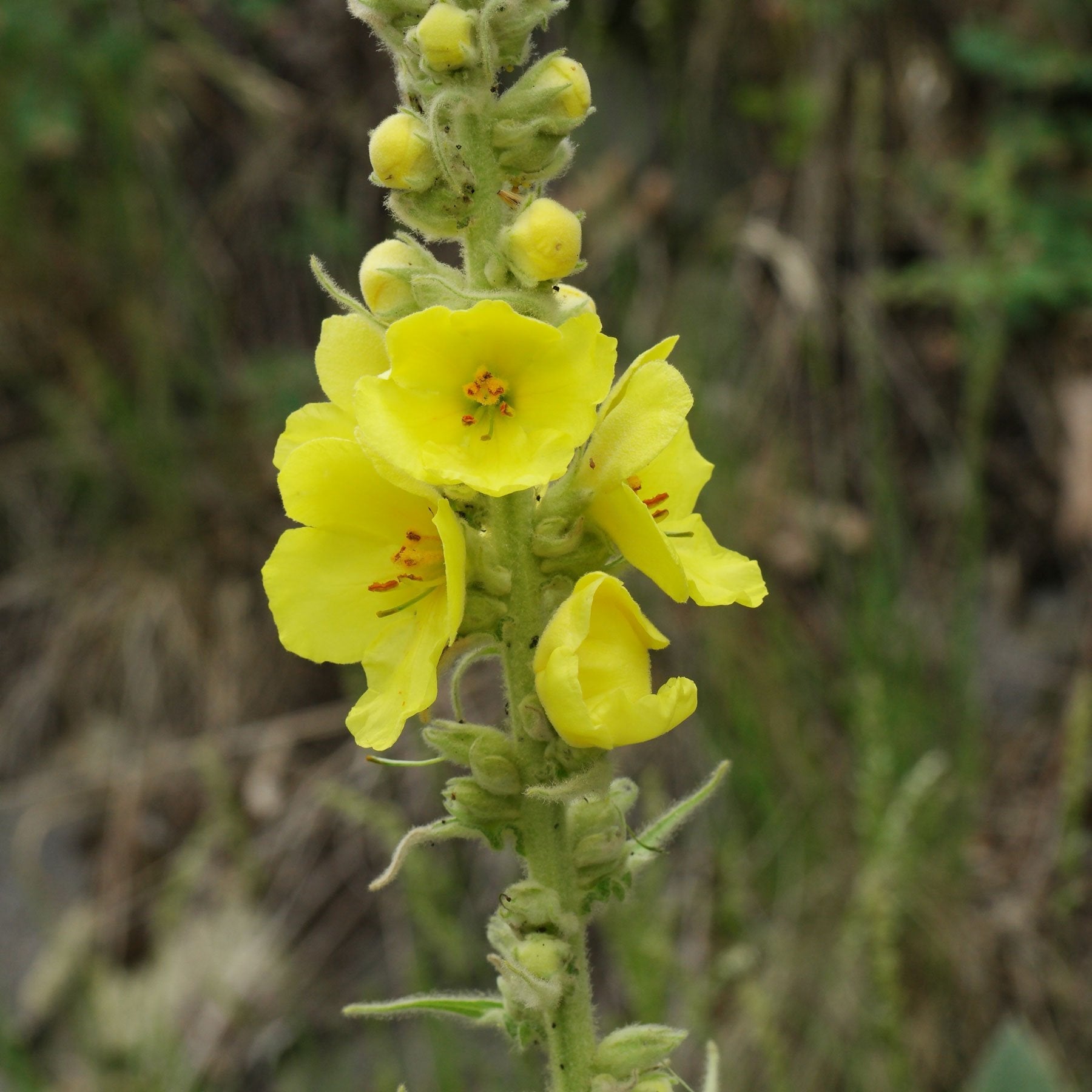 Gelb mullein blume samen