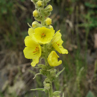 Gelb mullein blume samen
