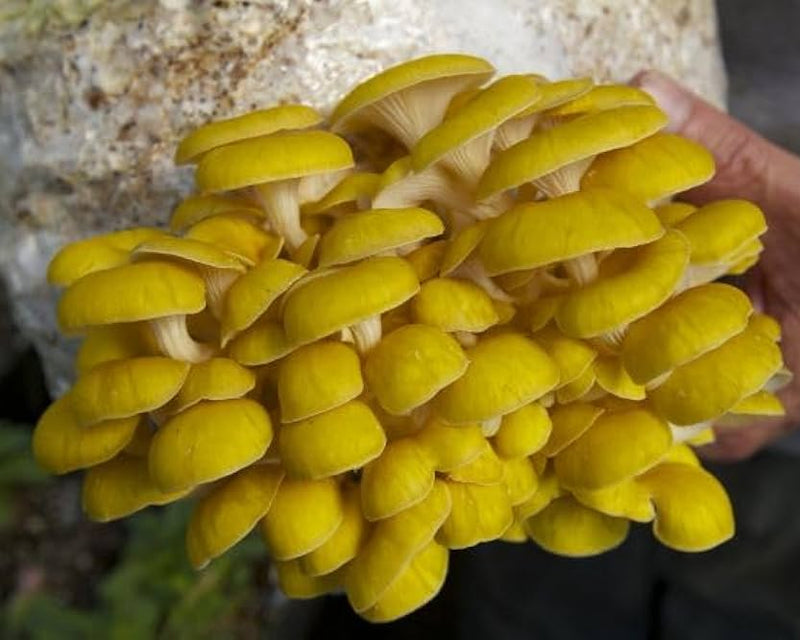 Non gmo gelbe pilz samen für aussaat