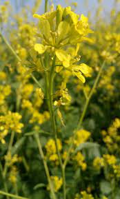 Young Yellow Mustard greens Anbau in Garten bed