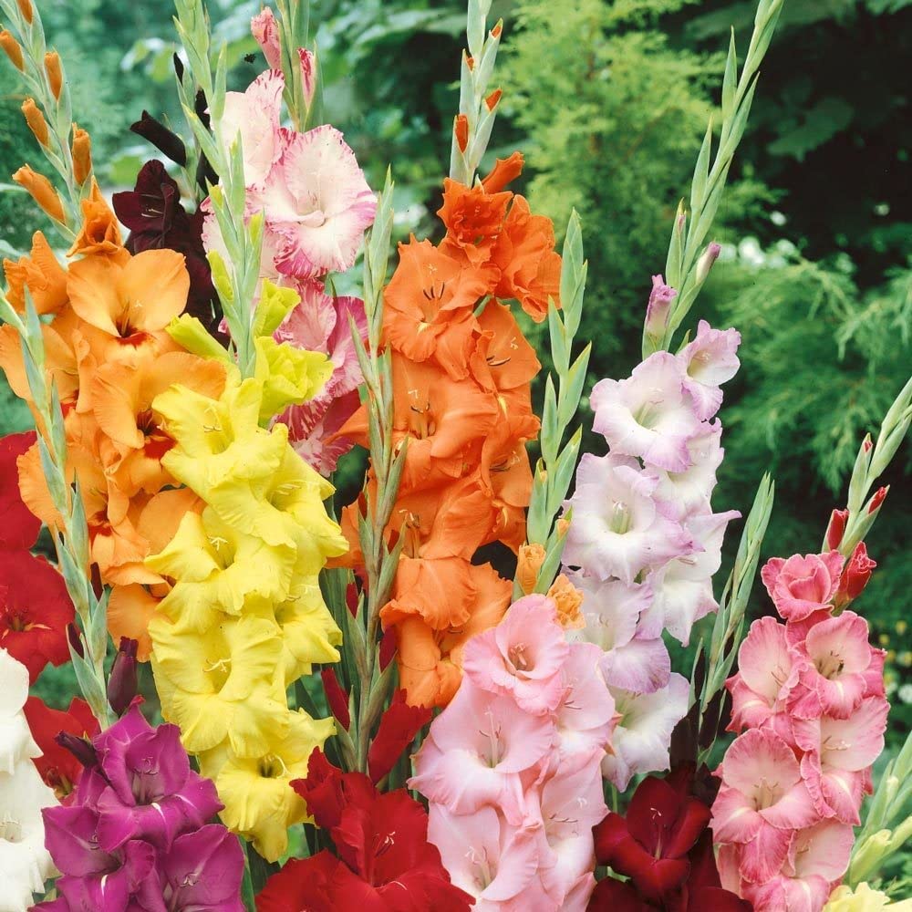 Gelb orange gladiolus blume samen for anpflanzung