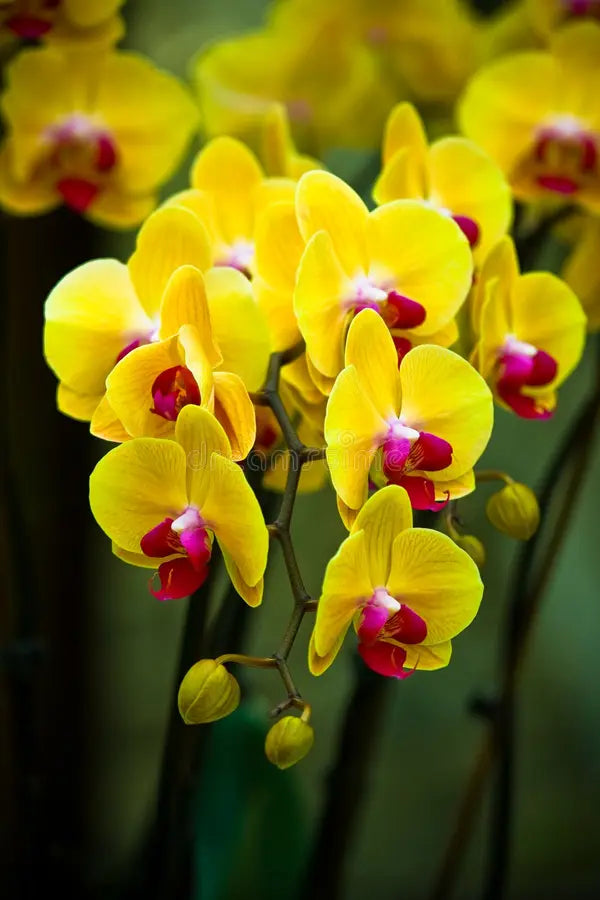 Gelb Braun Schmetterlingsorchidee Orchidee Blumensamen zur Aussaat