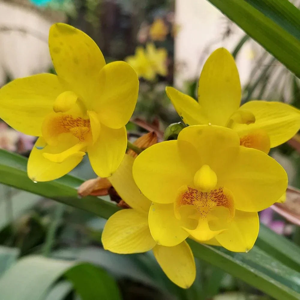 Gelb orchid blume samen for anpflanzung