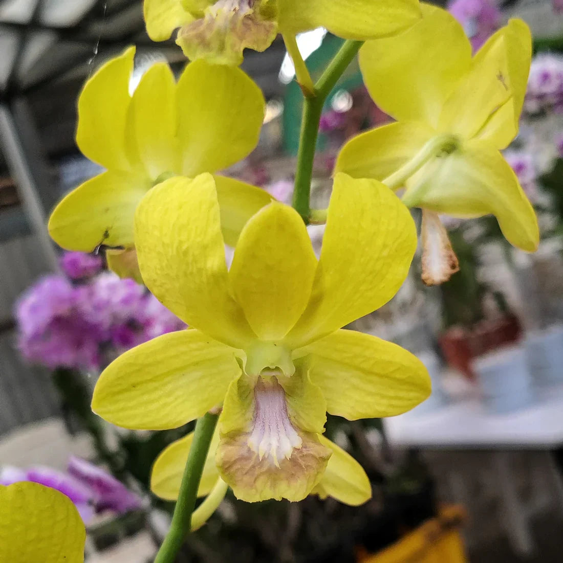 Close-up view of gelb orchid samen