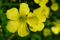 Gelb oxalis laciniata blume samen for anpflanzung