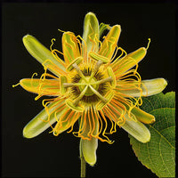 Bright gelb passion blume blooming in garten