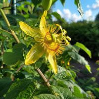 Gelb passion blume samen for exotic garten anpflanzung