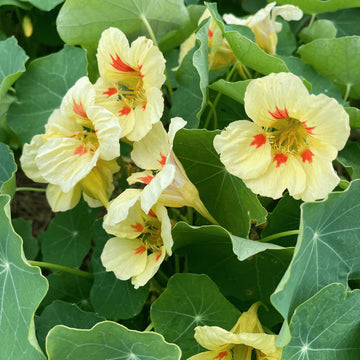 Gelb peach nasturtium samen for anpflanzung