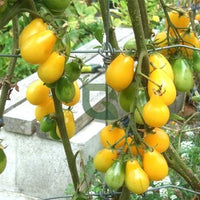 Gelbe pear tomato pflanzen wachsend in the garten