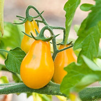 Gelbe pear tomato samen für organic gardening