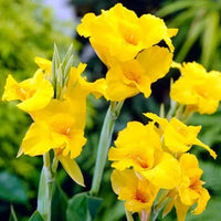 Gelb perennial bonsai blume samen
