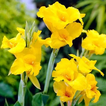 Gelb perennial bonsai blume samen