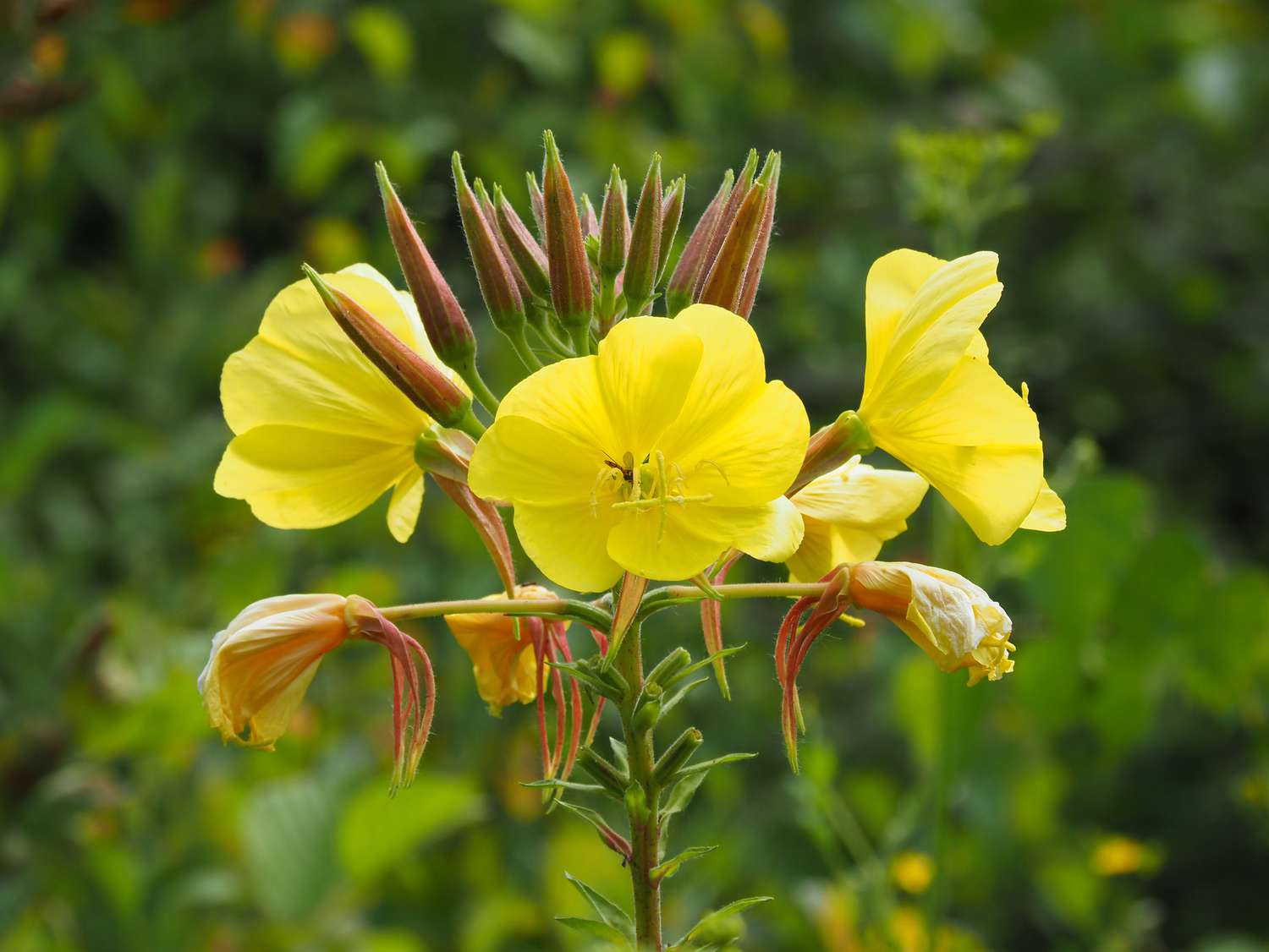 Gelb bloom samen for spartium anpflanzung blume