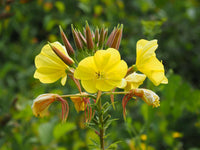 Gelb bloom samen for spartium anpflanzung blume