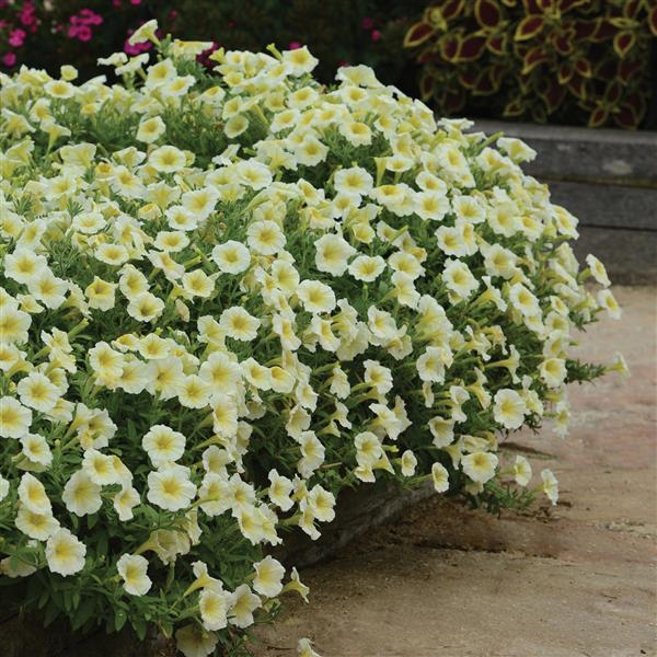 Gelb petunia blume samen for easy anpflanzung