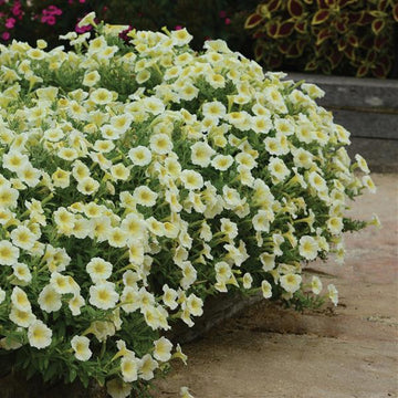 Gelb petunia blume samen for easy anpflanzung
