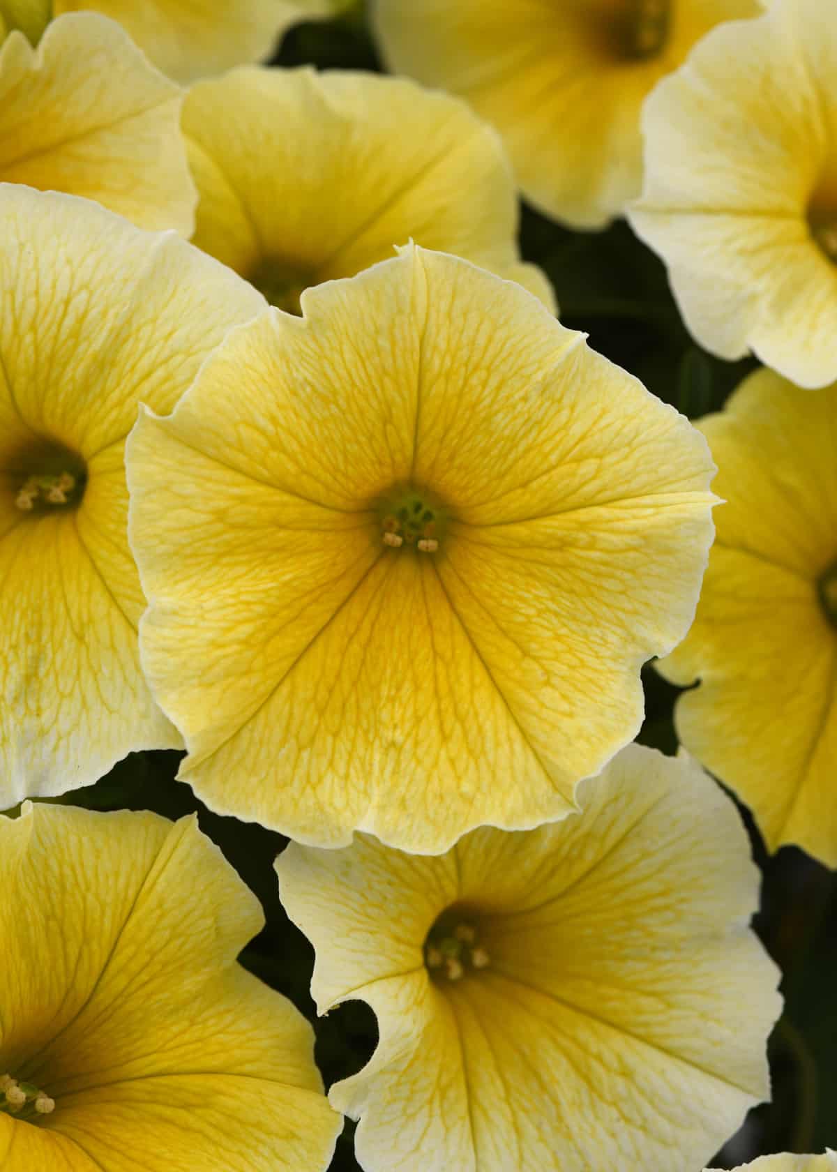 Gelb petunias wachsend in blume bed