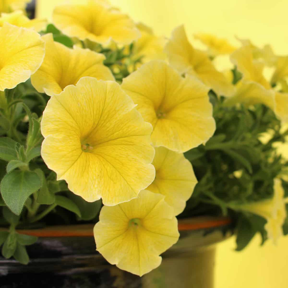 Cheerful gelb petunia samen for garten anpflanzung