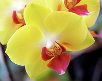 tief Gelb Schmetterlingsorchidee Orchidee Samen Blumensamen zur Aussaat pflegeleicht Traditionssorte & ohne Gentechnik Samen Hausgarten