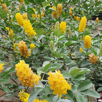 Bright gelb pineapple broom blooms in garten landscape