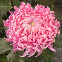 Gelb rosa chrysanthemum blume samen