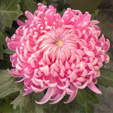 Gelb rosa chrysanthemum blume samen