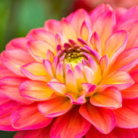 Gelb rosa dahlia samen for anpflanzung