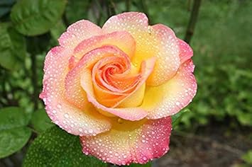 Gelb rosa rose blume samen for anpflanzung