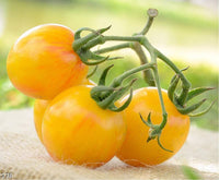Freshly harvested gelbe pork chop tomatoes aus garten
