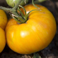 Gelbe pork chop tomato samen für home gemüse garten aussaat