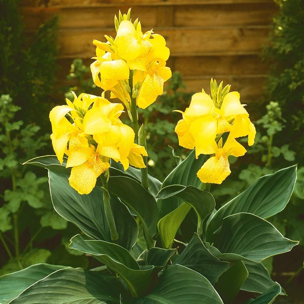 Gelb pretoria samen for vibrant garten blooms
