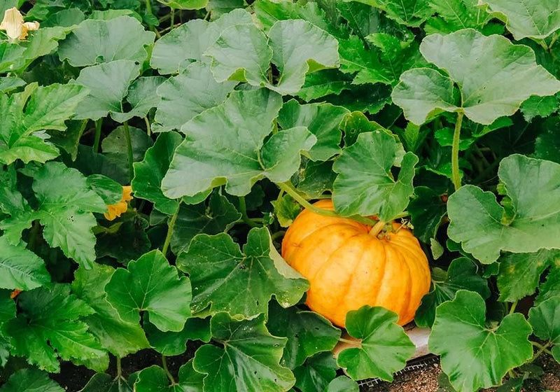 Gelbe pumpkin samen für aussaat