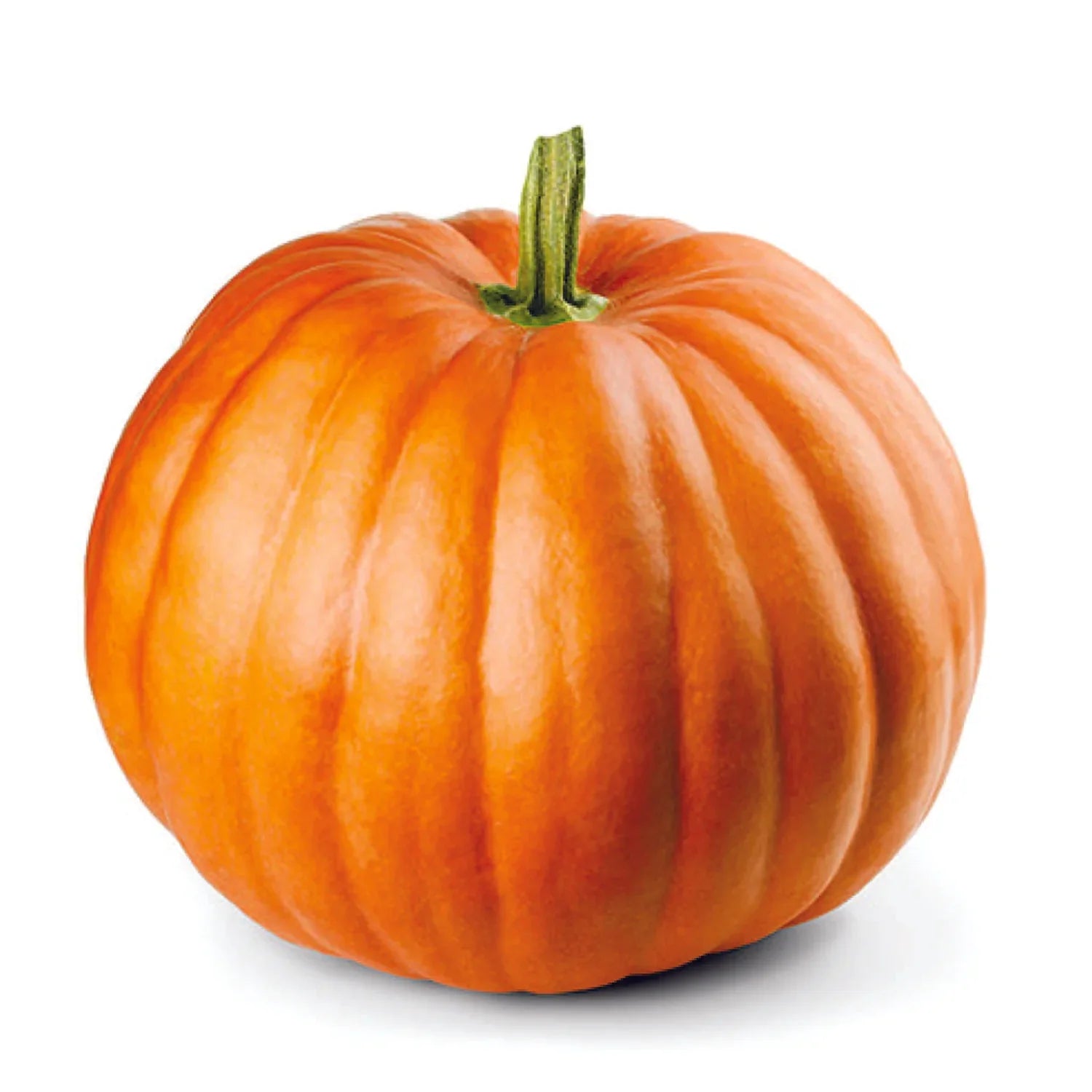 Gelbe pumpkin vine growth in soil