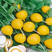 Gelbe radish pflanzen wachsend in garten soil