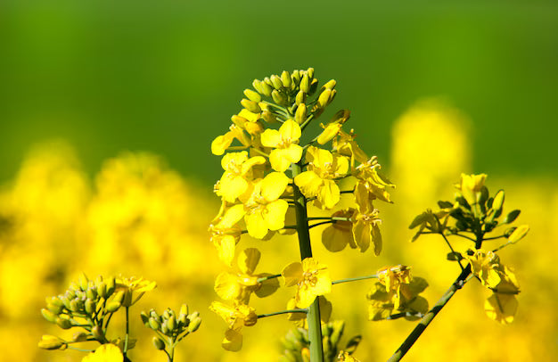 Gelb Rape Blumensamen zur Aussaat – duftend Blüten – Traditionssorte & ohne Gentechnik Samen Hausgarten