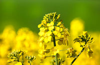 Gelb Rape Blumensamen zur Aussaat – duftend Blüten – Traditionssorte & ohne Gentechnik Samen Hausgarten