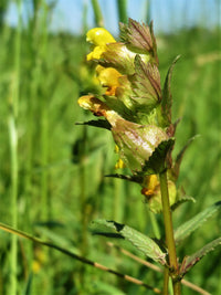 Gelb rattle rhinanthus samen wildflower garten