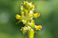 Gelb Rattle Blumensamen zur Aussaat – leuchtend Blüten – Traditionssorte & ohne Gentechnik Samen Hausgarten