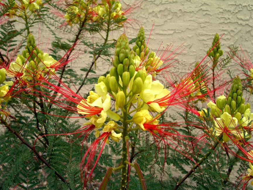 Caesalpinia gilliesii gelb and rot blumen