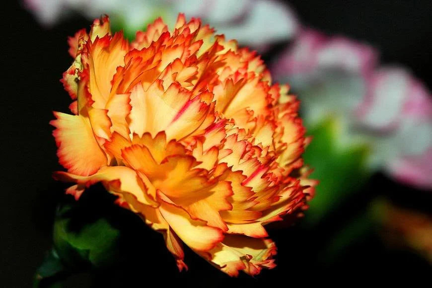 Gelb and rot carnation blume samen for anpflanzung