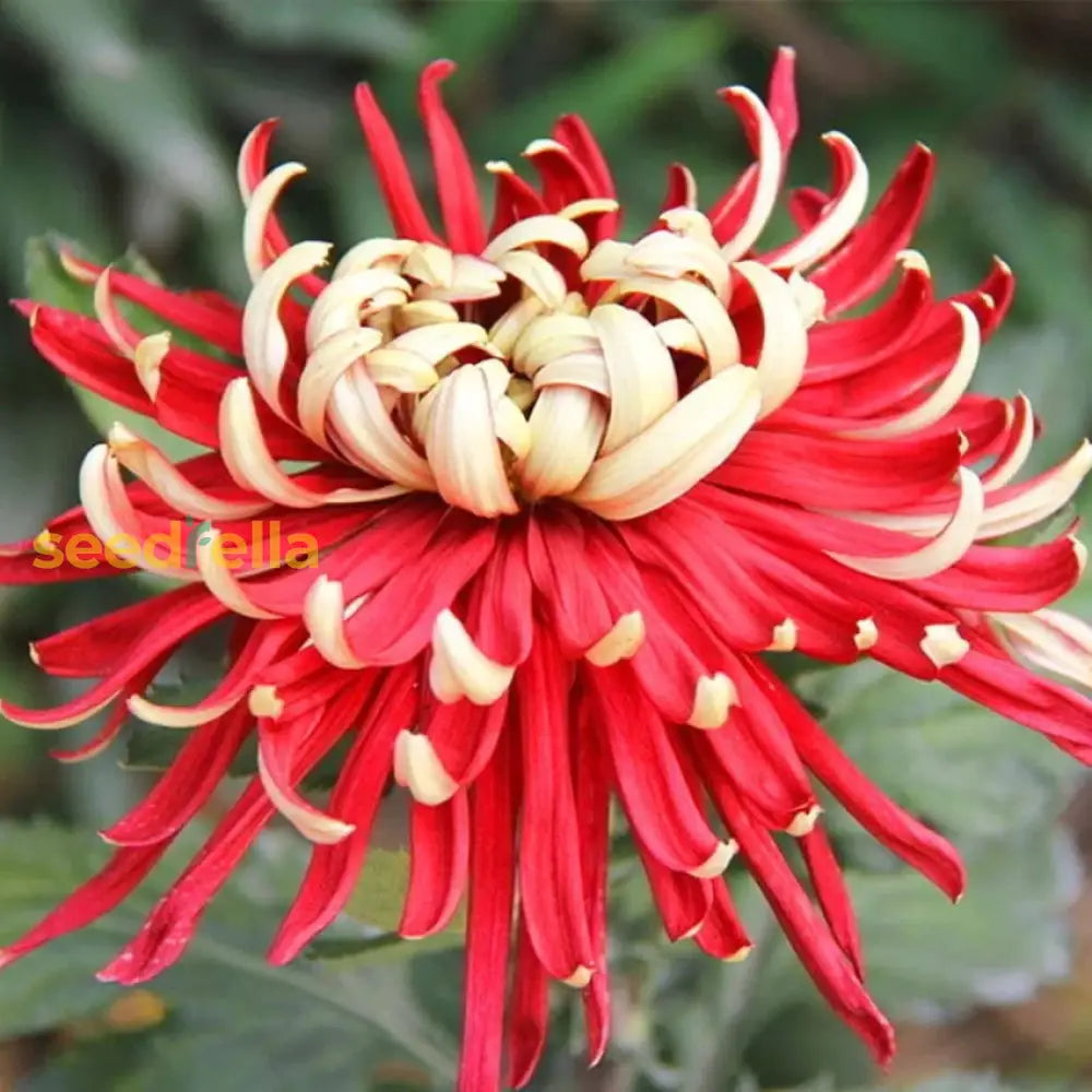 Gelb rot chrysanthemum blume samen
