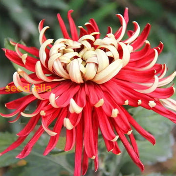 Gelb rot chrysanthemum blume samen