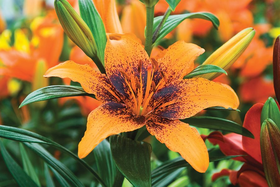 Gelb rot lilium blume samen for bright anpflanzung