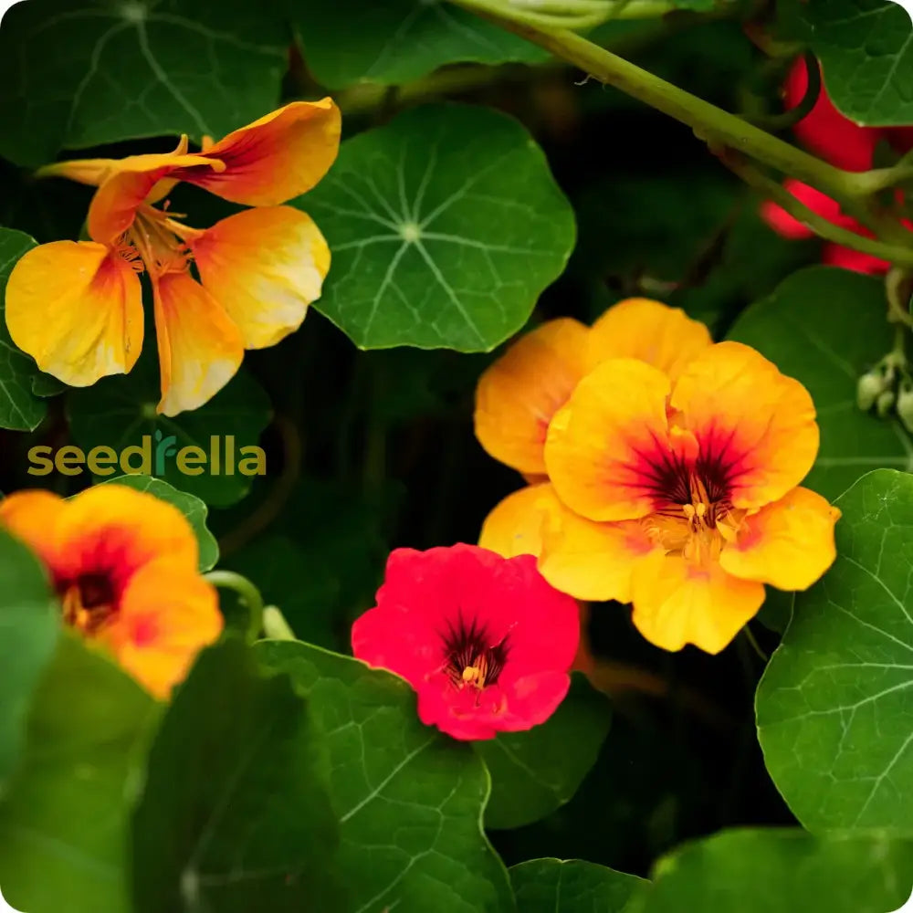 Gelb rot nasturtium blume samen anpflanzung