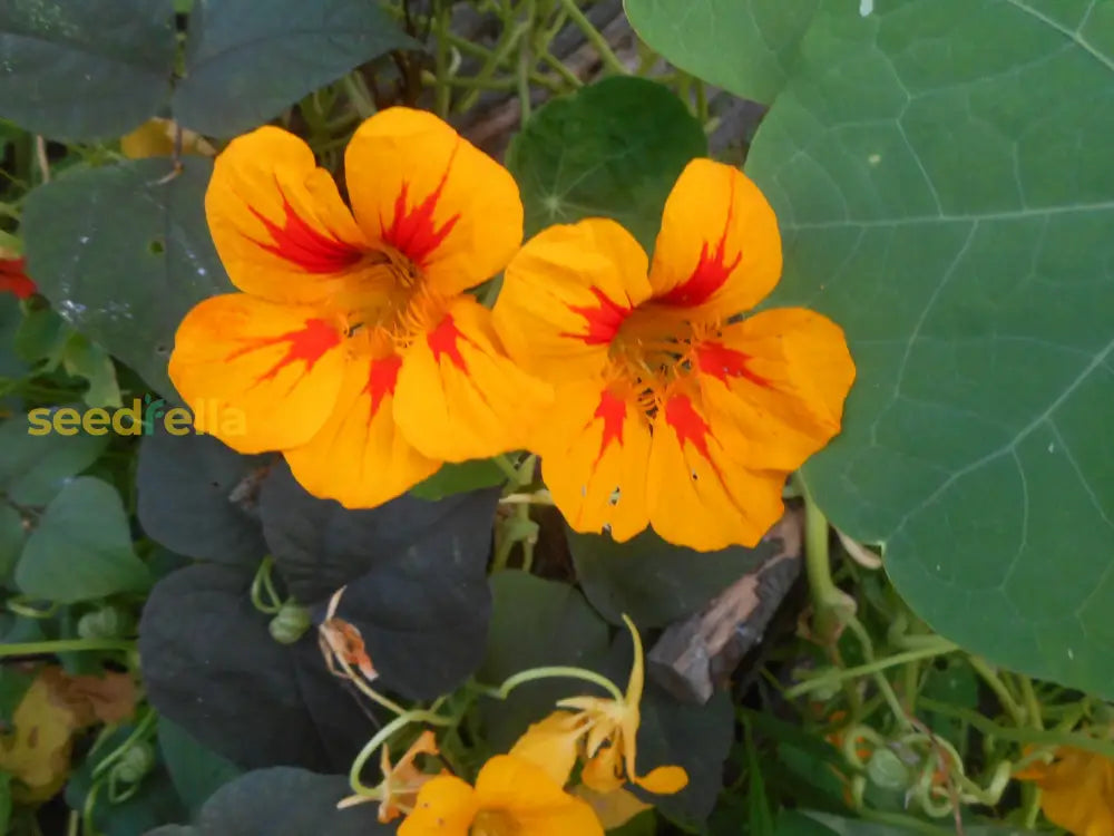 Gelb rot nasturtium blume samen anpflanzung