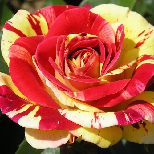 Gelb and rot rose pflanzen in full bloom