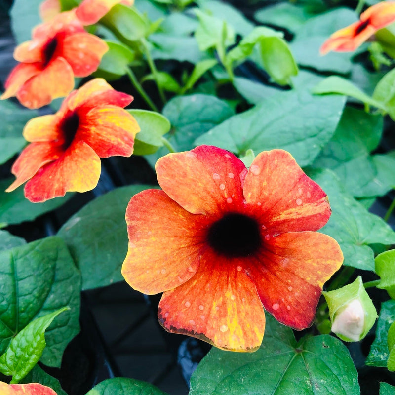 Gelb and rot thunbergia blume samen for anpflanzung