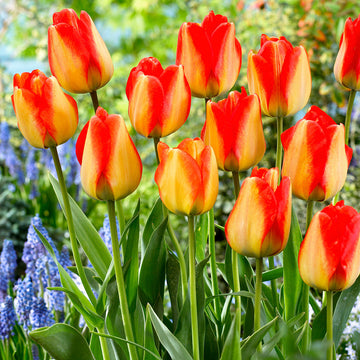 Gelb and rot tulip blume samen for anpflanzung