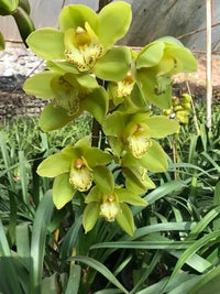 Grün Orchidee Blumensamen zur Aussaat – robust Sorte Traditionssorte & ohne Gentechnik Hausgarten Samen