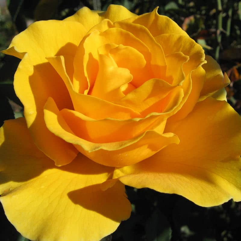 Gelb unique rose bush with lush foliage